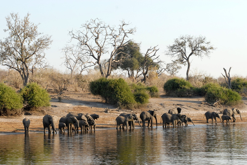 group of animals, herd of elephants, animal wildlife, animal family, drinking, herbivorous, african elephant, mammal, elephant, herd, outdoors, large group of animals