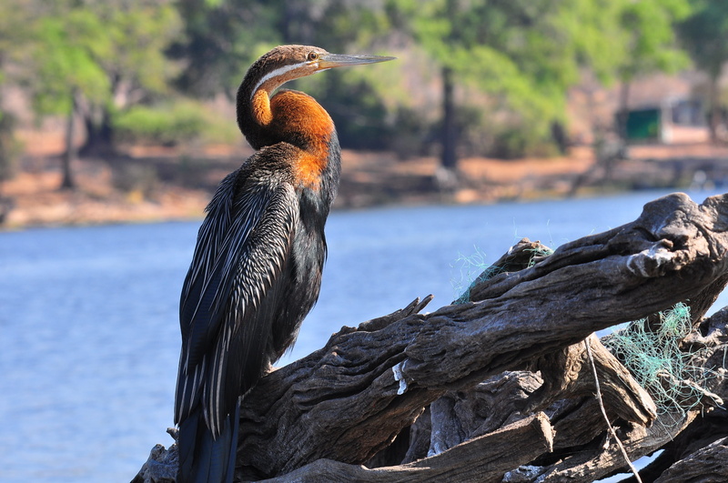 one animal, tourism, wood - material, water, attraction, wilderness, animals in the wild, beak, bird, outdoors, botswana, river, nature, cormorant, no people