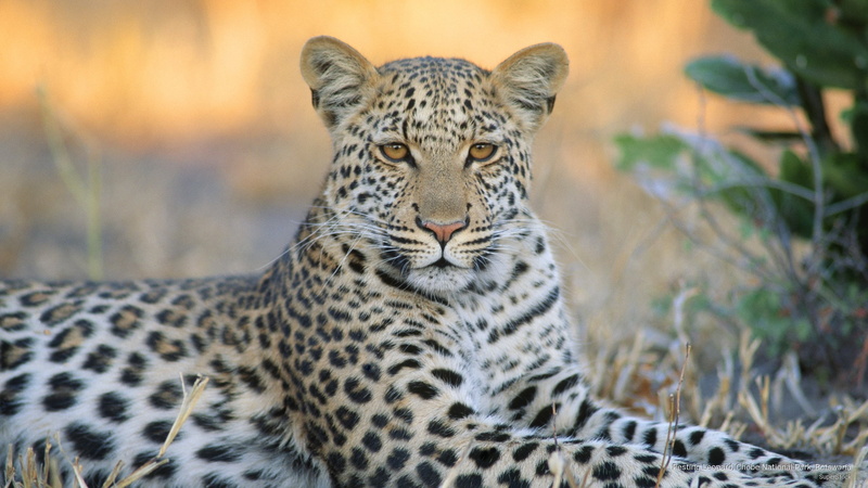 botswana, national, Animals, resting, chobe, leopard, 2K, park