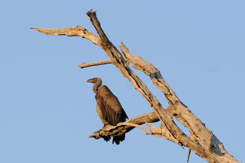 eagle, plant, vertebrate, animals in the wild, no people, nature, clear sky, 1080P, Botswana, Chobe, animal themes, animal, branch, Vulture, animal wildlife