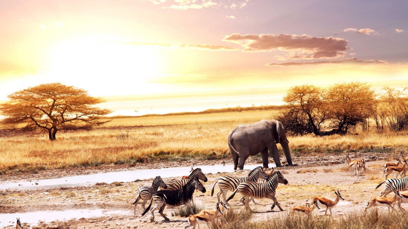 1080P, sunrise, water hole, animals, amazing, african, savannah