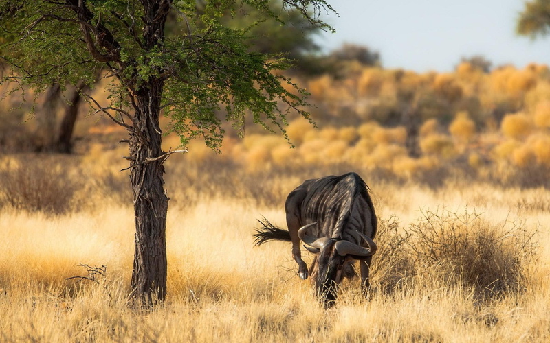 africa, antelope, 1080P, nature