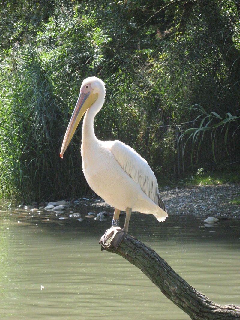 zoo, nature, water, white color, animal wildlife, heron, basel, animals in the wild, one animal, 2K, tree, beak, bird, day, vertebrate, beauty in nature