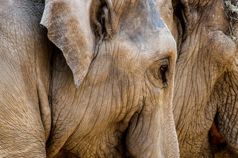 animal eye, pachyderm, animal portrait, mammal, gray, africa, full frame, elephant, close, outdoors, proboscis, zoo basel, no people, head, 1080P, photography