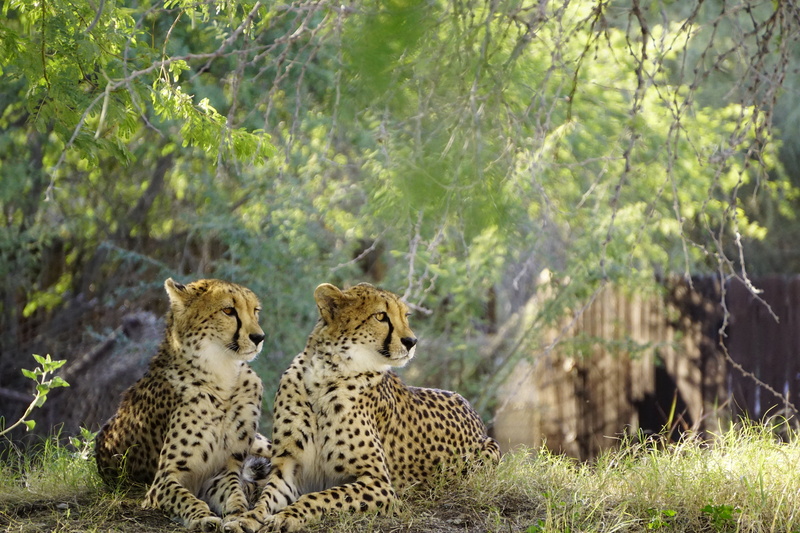 carnivore, safari, endangered Species, vertebrate, cheetah, nature, africa, animal, animal family, no people, big cat, group of animals, savannah, tree