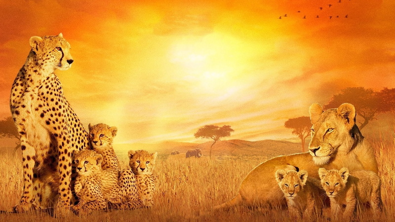 animal wildlife, Cheetah, group of animals, cat, no people, feline, Big Cat, nature, Disney, Cats, 1080P, animals in the wild, Lion, animal, African Cats