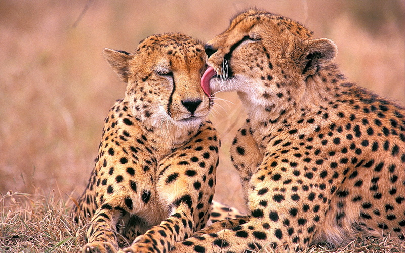african, 1080P, cheetahs, south
