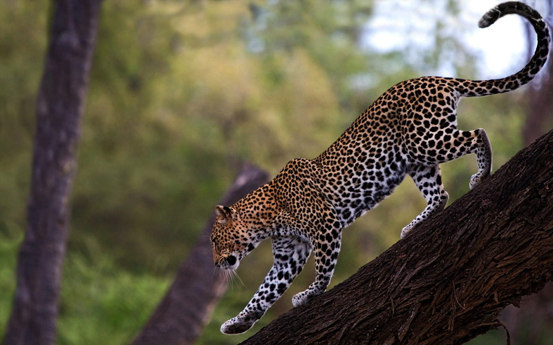 tree, serengeti National Park, animals Hunting, cat, large, national Park, animal, african Leopard, african Culture, looking, cheetah, camouflage, savannah