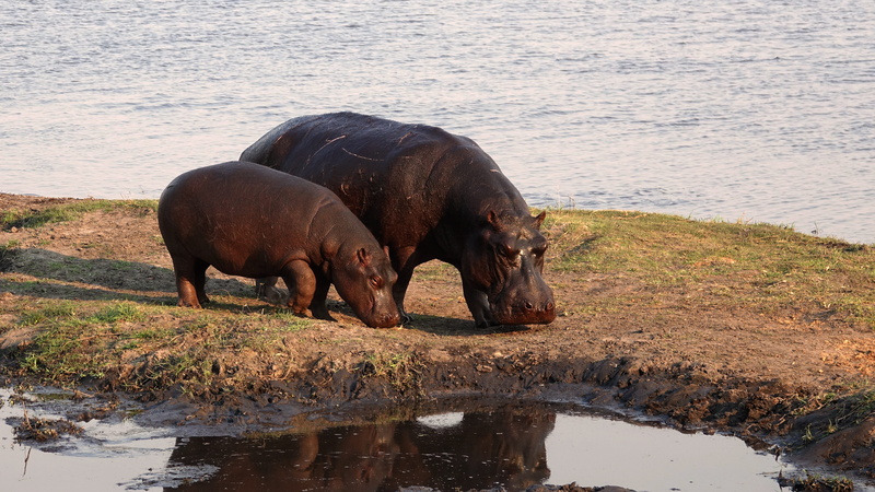 nature, wildlife, animals in the wild, hippo, outdoors, no people, africa, two animals, animal wildlife, drinking, waterfront, 5K, vertebrate, lake, photography