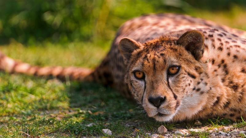 safari Animals, african Cheetah, plain, whisker, cheetah, carnivora, one Animal, tanzania, big Cat, kenya, no People, animal wildlife, animals And Pets