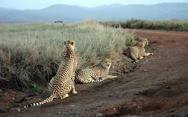 animals And Pets, steppe, safari Animals, african Cheetah, national Park, camouflage, grass, wildlife, animal, environment, animal wildlife, 1080P, arid climate