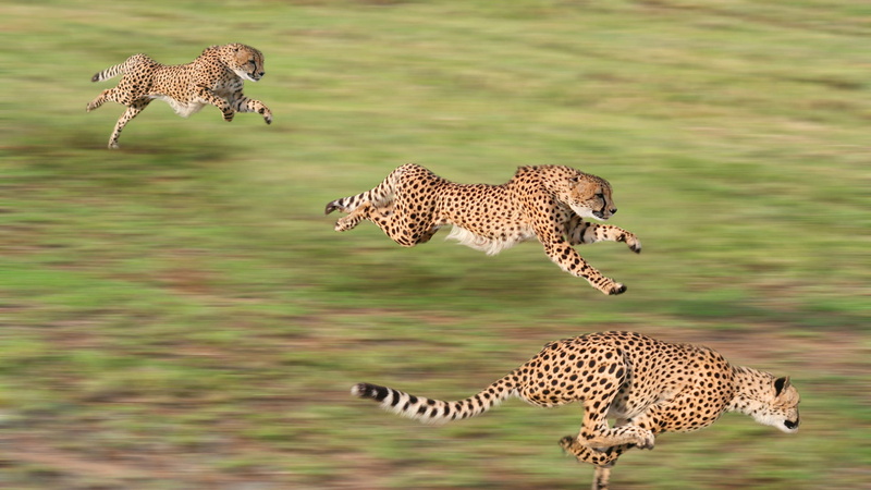 group of animals, animal themes, cat, cheetah, running, animal, animals in the wild, mammal, spotted, big cat, wild, 1080P, animals hunting, undomesticated cat