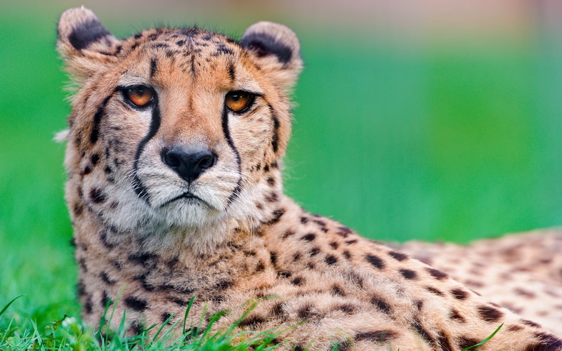 mammal, kenya, feline, wilderness Area, cat, photo, animals And Pets, big Cat, outdoors, animal themes, green Color, african Cheetah, 720P, cheetah, safari Animals