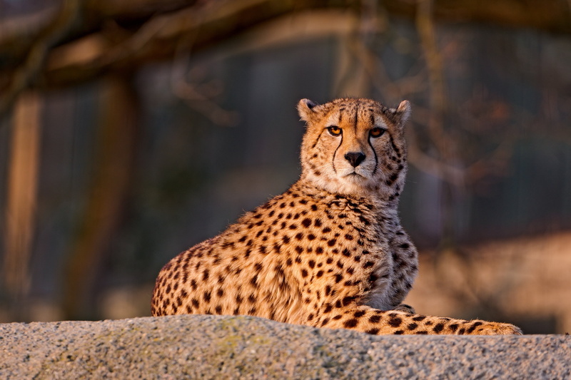 cheetah, day, wilderness Area, africa, cat, wildlife Reserve, animal themes, large, predator, down, mammal, 2K, relaxation, endangered Species, danger