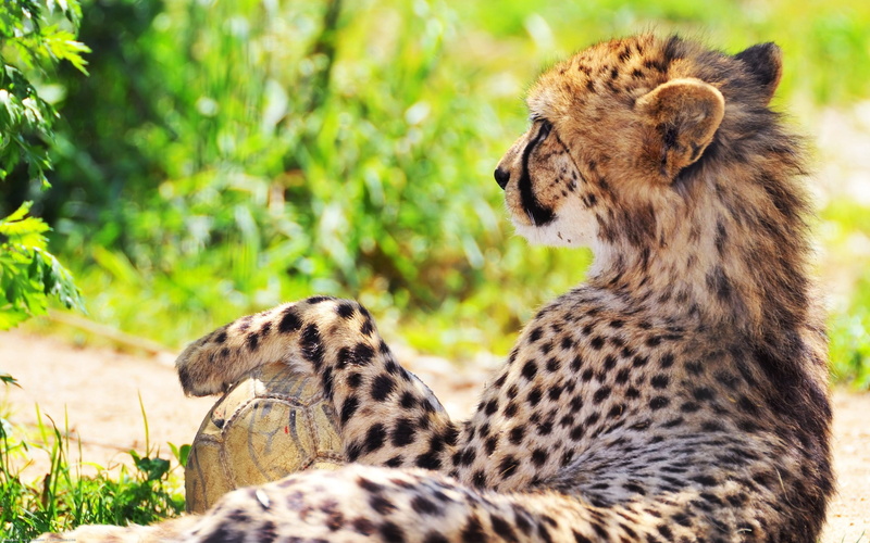 spotted, safari, focus on foreground, kenya, no People, endangered Species, fur, safari Animals, animal themes, beauty In Nature, animal family, group of animals