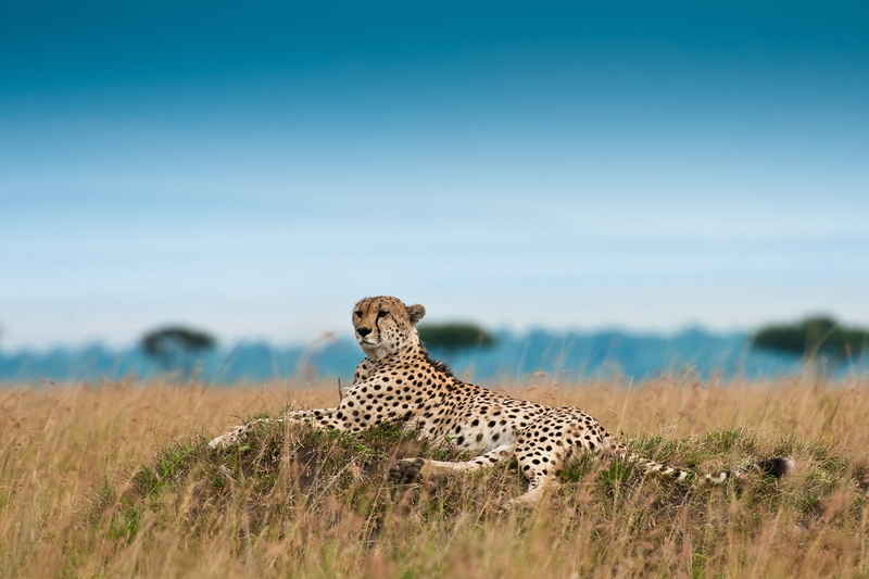 steppe, leisure, environment, endangered Species, masai Mara National Reserve, serengeti National Park, national Park, animals Hunting, landscape, safari