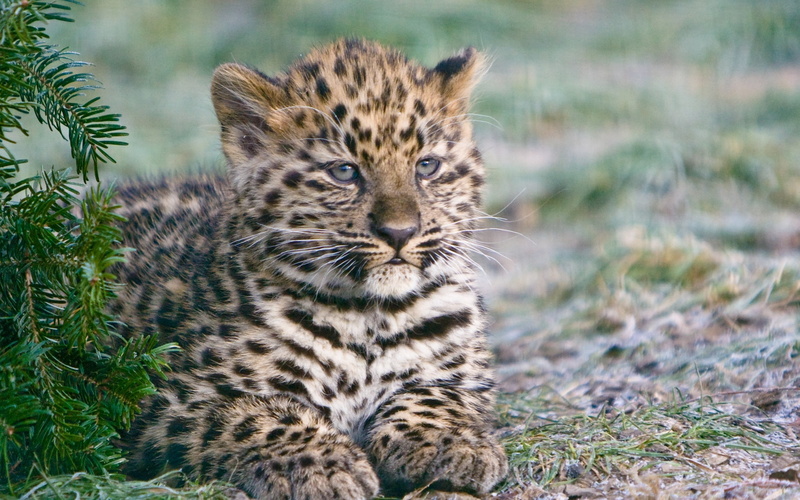 carnivore, carnivora, animal themes, portrait, animals And Pets, endangered Species, no People, looking, outdoors, camouflage, large, savannah, safari Animals