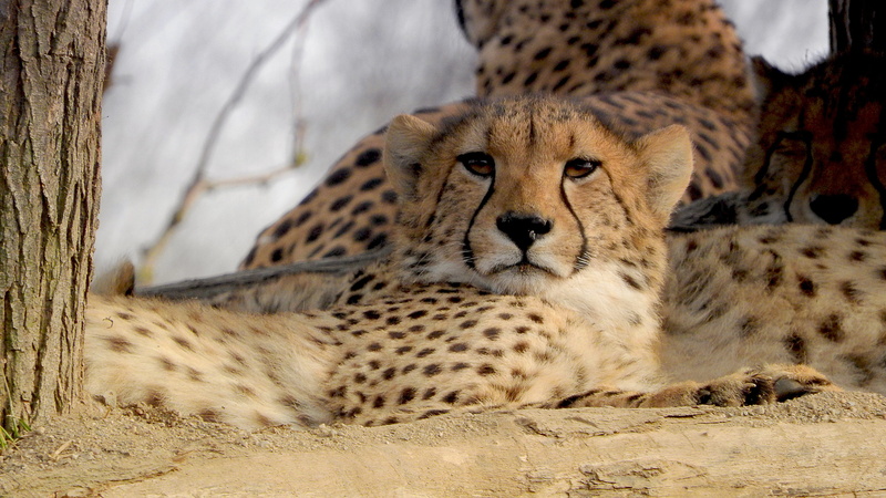 animals in the wild, portrait, cat, outdoors, feline, vertebrate, undomesticated cat, carnivora, tree trunk, baby cheetah, acinonyx jubatus, animal wildlife