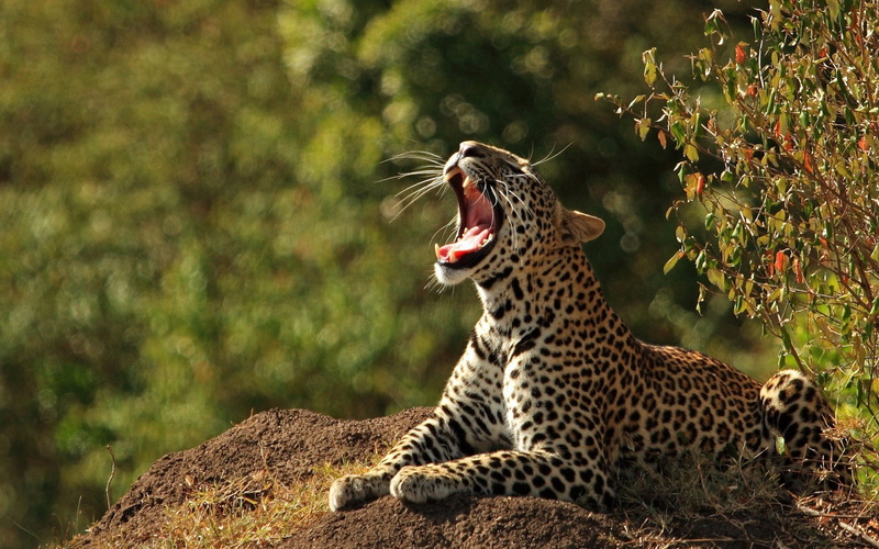 tanzania, focus on foreground, big Cat, carnivore, animal mouth, wildlife, savannah, relaxation, africa, fur, plain, endangered Species, outdoors, yawning