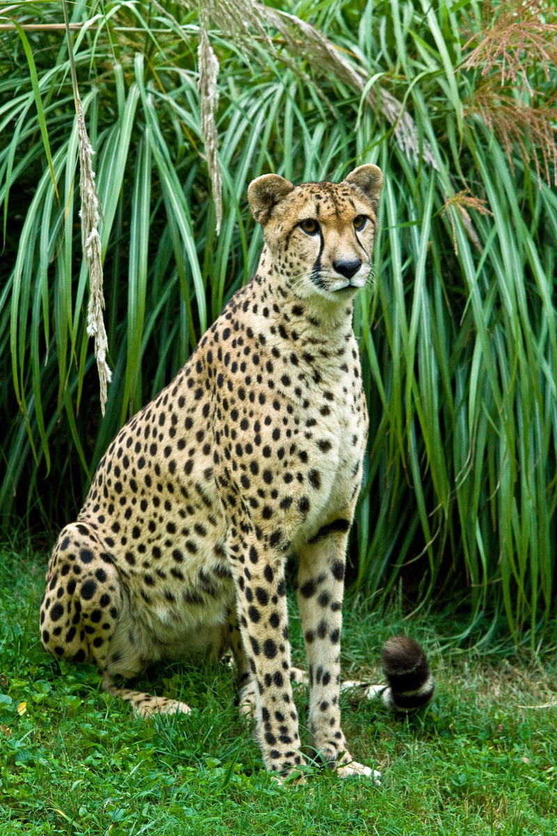 spots, savannah, plant, field, animal, land, enclosure, fast, big Cat, predator, hunter, beside, animal themes, cheetah, speed, animal wildlife, cat, animals In The Wild