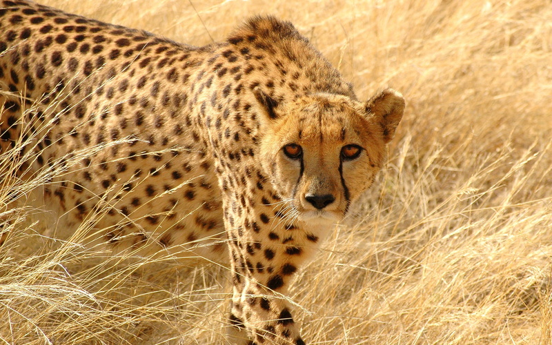 animal wildlife, safari, brown, tanzania, kenya, masai Mara National Reserve, undomesticated Cat, camouflage, fur, wilderness Area, serengeti National Park