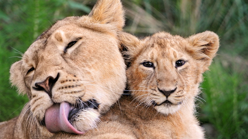 animal wildlife, cat, furry, studio, female animal, african, grass, 1080P, face, eye, predator, no people, cats, lion cub, cheetah, fur, close-up, lion - feline