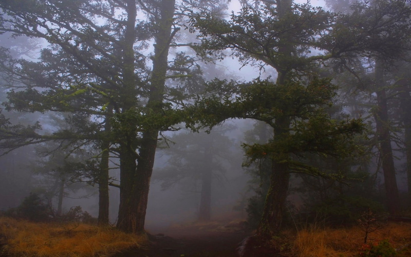tree, tree trunk, tranquility, forest, day, path, growth, trunk, pine trees, tranquil scene, grass, beauty in nature, fog, morning, land, nature, scenics - nature