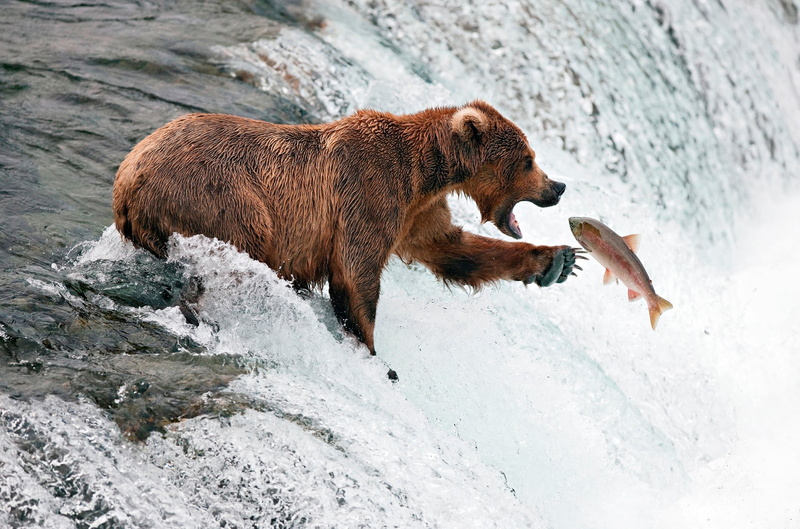 danger, vertebrate, hungry, hunting, grizzly, mammal, no people, alaska - Usa State, river, water, arctic, animal, animal wildlife, large, splashing, wildlife