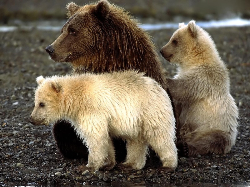 white, animal wildlife, cubs, alaska - Usa State, brown Bear, carnivore, no people, fur, togetherness, animal themes, 1080P, mammal, three, focus on foreground