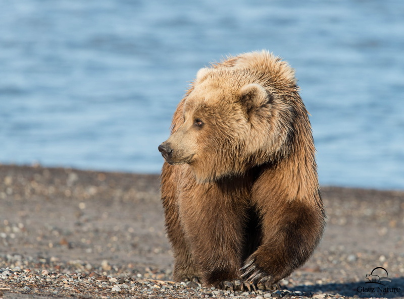 brown Bear, fur, vertebrate, looking, large, 1080P, cute, walk, no people, one Animal, animal, alaska - Usa State, water, bear, mammal, wildlife, nature