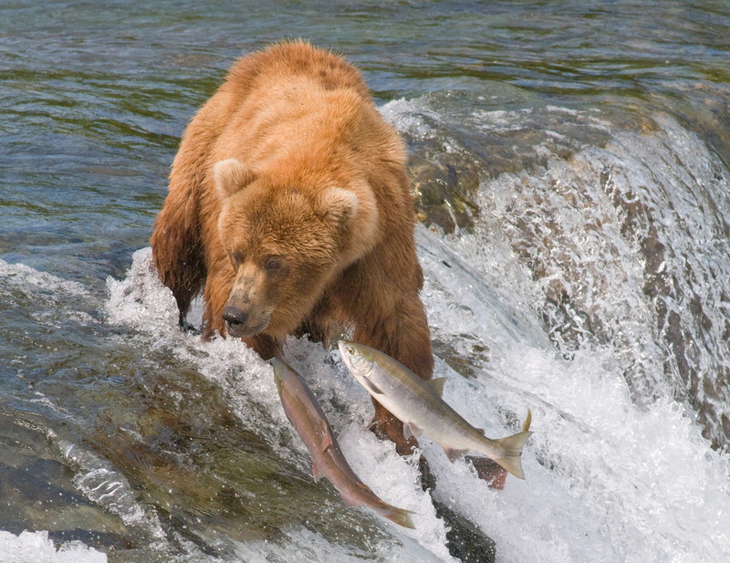 danger, animal wildlife, fishing, outdoors, flowing water, fish, waterfront, wildlife, one animal, mammal, no people, animals In The Wild, brown, animal