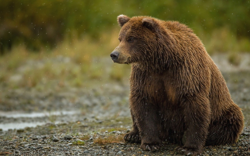 large, bear, mammal, thick, animal themes, looking, wildlife, nature, focus on foreground, day, sitting, alaska - Usa State, fur, animal, animals In The Wild
