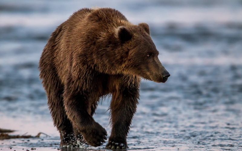 nature, canada, water, no people, 1080P, large, danger, vertebrate, forest, mammal, animal themes, animals In The Wild, brown Bear, brown, bear, alaska - Usa State