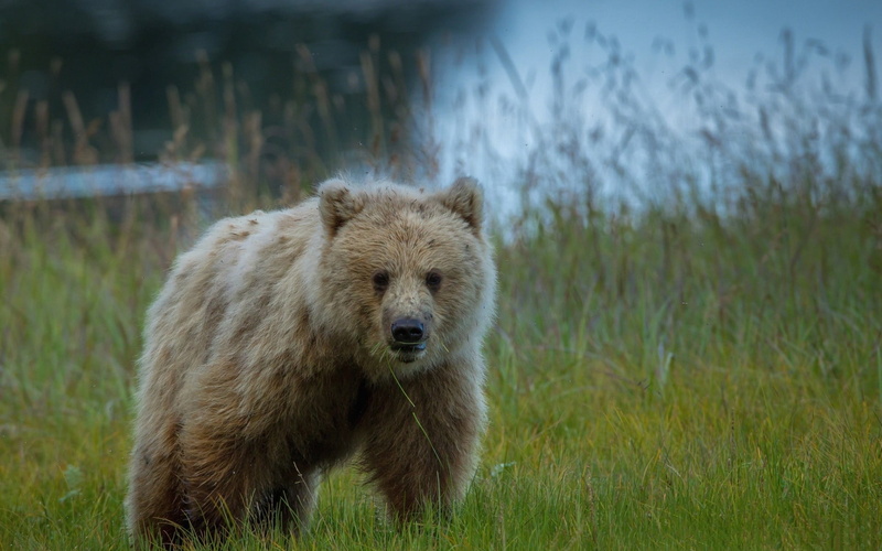 animal wildlife, vertebrate, wildlife, brown Bear, no people, canada, forest, cute, bear, alaska - Usa State, plant, animal head, fur, baby, grizzly, mammal