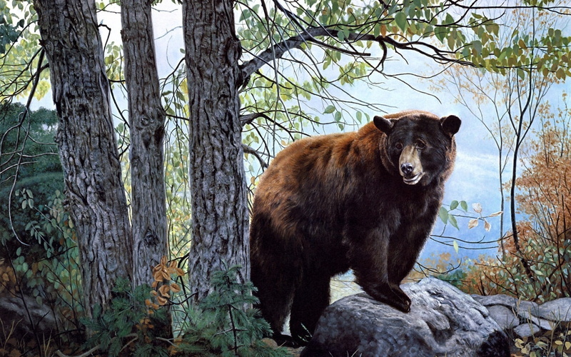 animal themes, alaska - Usa State, national Park, wildlife, nature, carnivore, mouth open, brown Bear, danger, animal, land, 1080P, day, looking