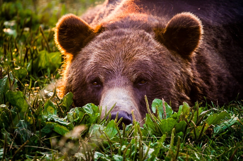 carnivora, cute, bear, mammal, animal, look, outdoors, nature, forest, alaska - Usa State, no people, portrait, looking at camera, wildlife, animal themes