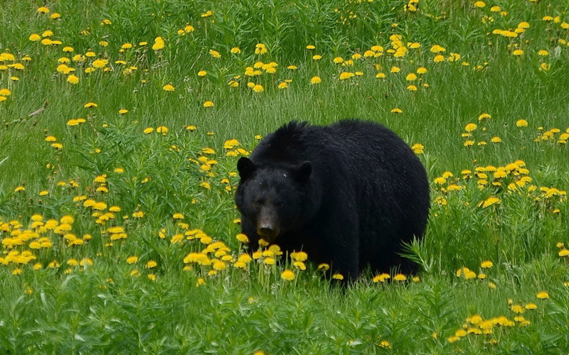 vertebrate, daffodil, canada, alaska - Usa State, cute, animal, yellow, nature, green color, carnivore, flowering plant, animal themes, wildlife, animals In The Wild