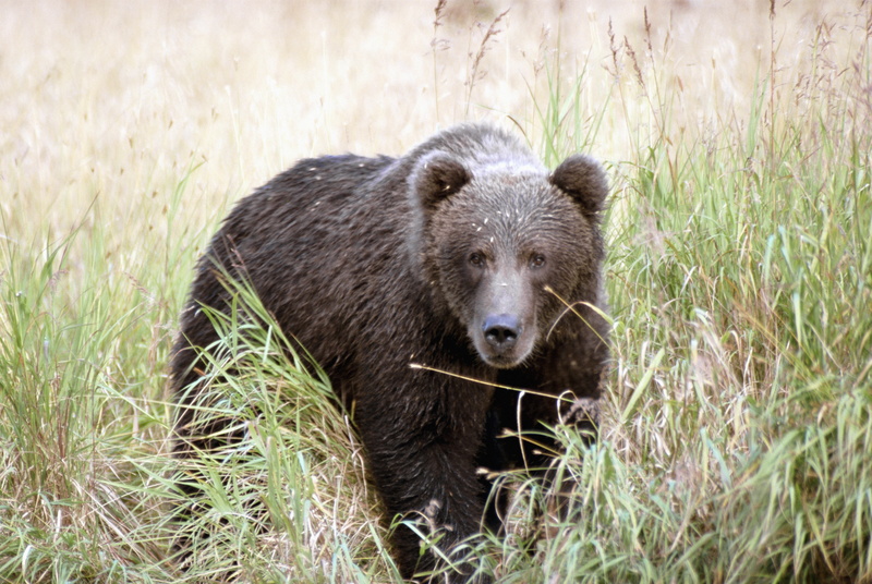 animal wildlife, fur, animals In The Wild, cute, animal, vertebrate, large, brown, mammal, forest, brown Bear, nature, alaska - Usa State, field, wilderness Area