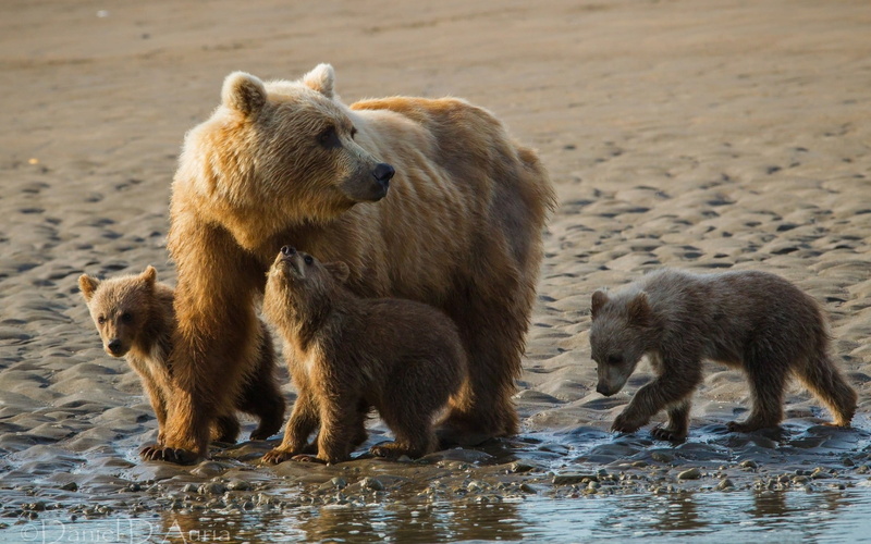 sand, young animal, bears, animals, animal, three animals, family, animal wildlife, brown Bear, alaska - Usa State, day, 1080P, cute, cubs, claw, cub