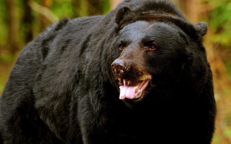 dog, no people, animal Teeth, anger, snarling, large, brown, vertebrate, animal head, nature, alaska - Usa State, day, canine, animal body part, bear, animal mouth