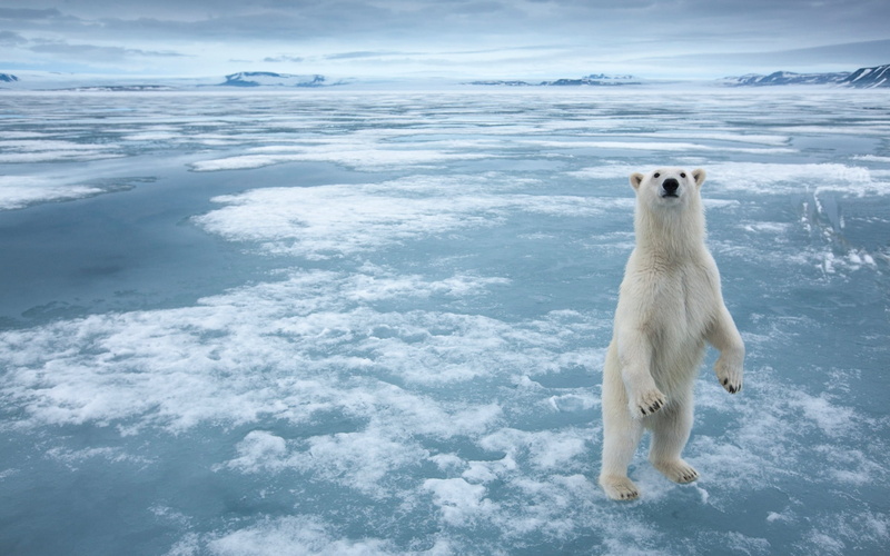 arctic, nature, looking, blue, pets, no people, vertebrate, mammal, cold - Temperature, winter, 1080P, animal themes, ice, water, snow, dog, fur, iceberg - Ice Formation