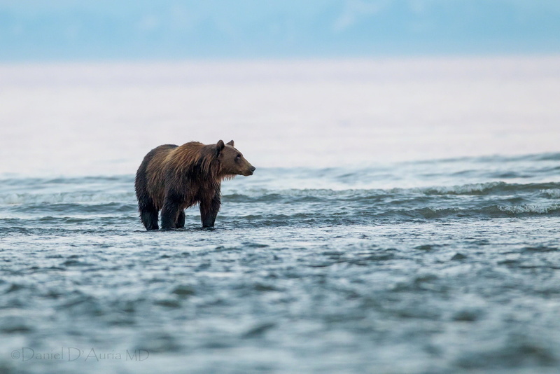 brown Bear, wave, animals In The Wild, animal themes, motion, mammal, carnivore, one animal, animal wildlife, walk, outdoors, bear, water, land, large