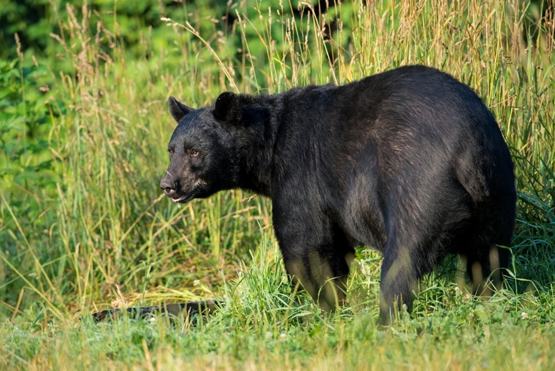 black Color, brown Bear, animals In The Wild, wildlife, cute, nature, bear, brown, american black bear, carnivore, grass, field, animal, 1080P, black