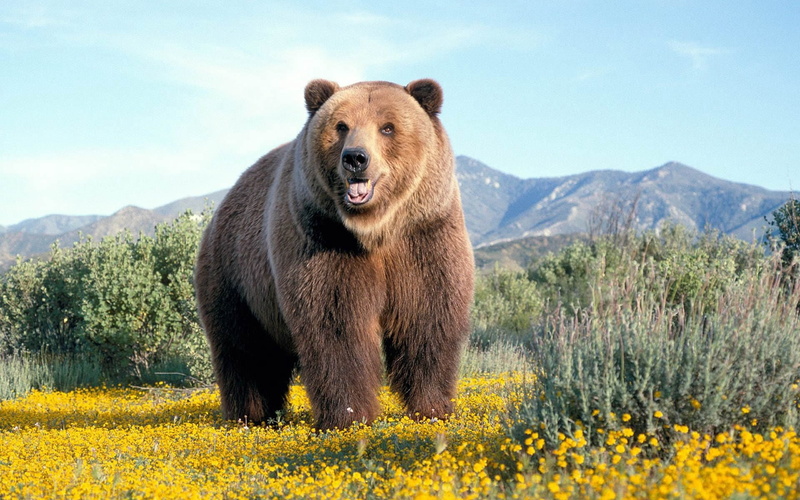 adult, forest, field, alaska - Usa State, animals In The Wild, animal themes, wilderness Area, flower, outdoors, no people, danger, cute, wildlife, one animal