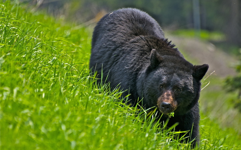 2K, animal, mammal, animals In The Wild, cute, field, black Color, one Animal, outdoors, grass, brown, no people, day, vertebrate, large, nature, forest