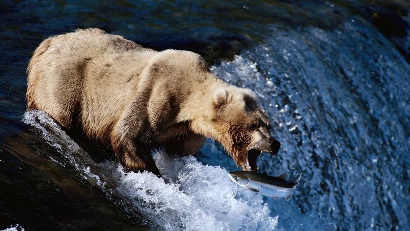 hungry, one Animal, bear, forest, large, wildlife, brown, animals In The Wild, animals hunting, carnivore, endangered Species, survival, eating, brown Bear