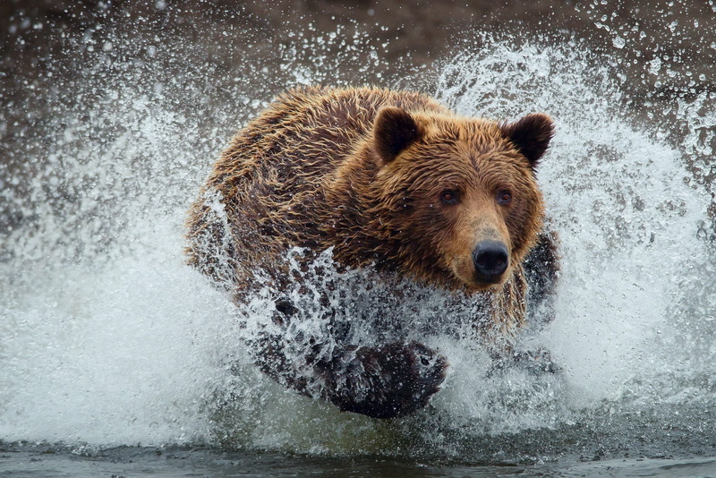nature, brown Bear, river, animal themes, aggression, animals In The Wild, day, wildlife, mouth open, carnivore, snow, brown, vertebrate, winter, splash