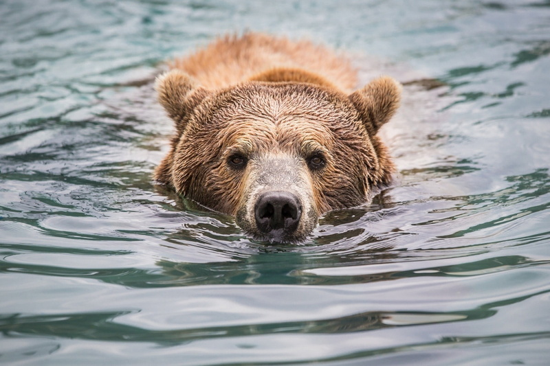 swimming, nature, fur, no people, animal head, wet, day, danger, carnivore, vertebrate, bear, water, animal themes, grizzly, cute, alaska - Usa State, brown Bear