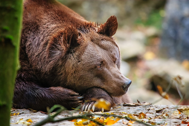wildlife, field, grizzly, fur, animals In The Wild, lie down, nature, brown Bear, brown, focus on foreground, animal themes, mammal, land, outdoors, claw