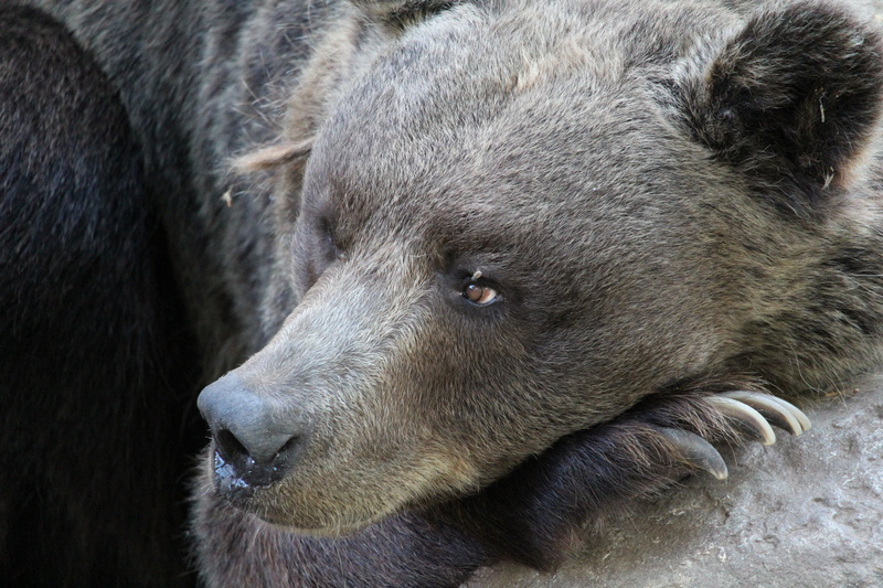 looking, alaska - Usa State, 5K, mammal, black, brown, muzzle, contemplation, one animal, zoo, fur, wildlife, carnivore, brown Bear, bear, large, animal head
